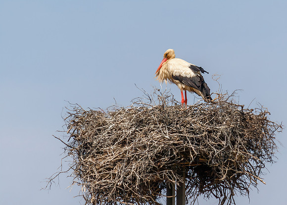 White Stork - Ciconia ciconia, Algarve, Portugal, May 2018