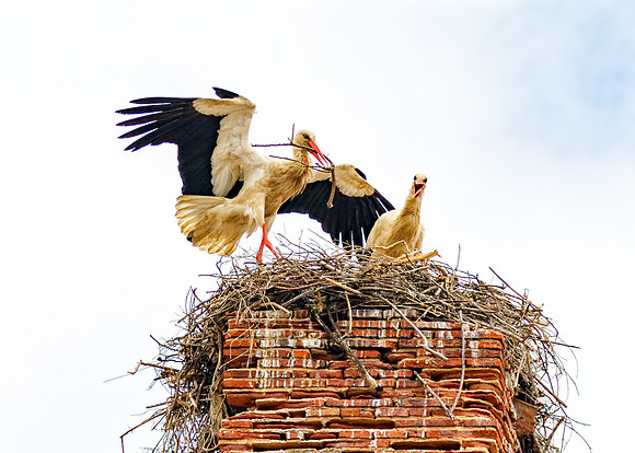 White Storks - Ciconia ciconia, Algarve, Portugal, May 2018