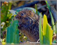 Water Vole (Arvicola terrestris), Norfolk, April 2013