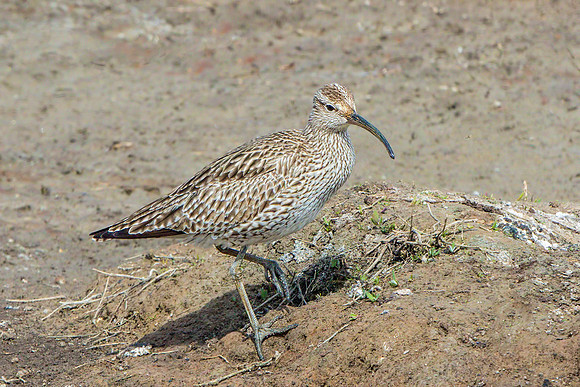 Whimbrel (Numenius phaeopus), Upton Warren NR.