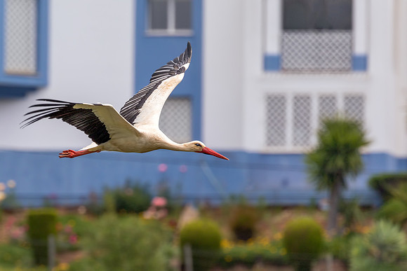White Stork - Ciconia ciconia, Algarve, Portugal, May 2018