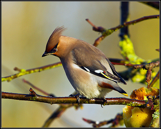 Waxwing, Bromsgrove, December 2010