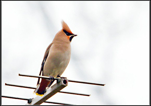 Waxwing, Garden, March 2011