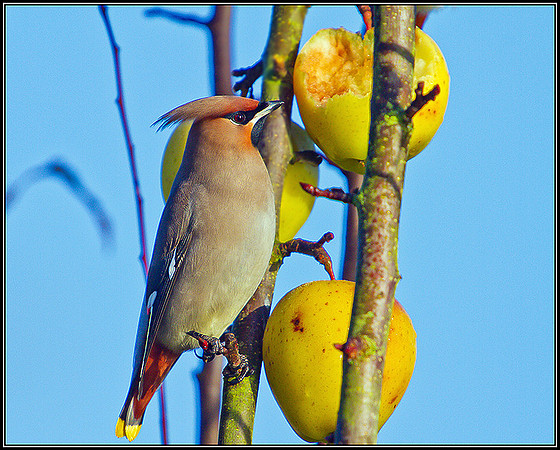 Waxwing, Bromsgrove, December 2010