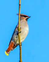 Bohemian waxwing - Bombycilla garrulous, Norfolk, November 2018