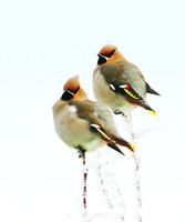 Waxwings, Wychbold, December 2010