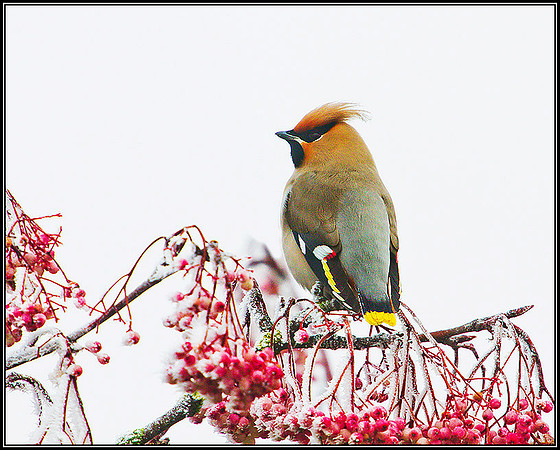 Waxwing, Wychbold, December 2010