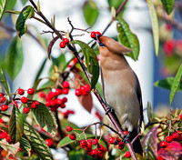 Waxwing, Garden, 24 March 2011