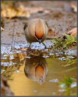 Bohemian Waxwing (Bombycilla garrulous), Worcestershire, 30 November 2012
