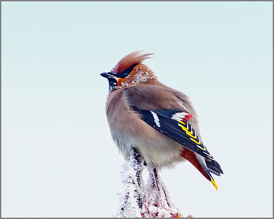 Waxwing, Wychbold, December 2010