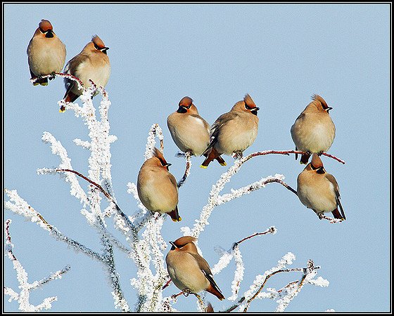 Waxwings, Wychbold, December 2010