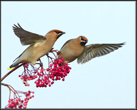 Bohemian Waxwings (Bombycilla garrulous), Worcestershire, 30 November 2012
