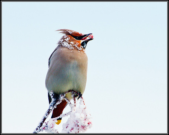 Waxwing, Wychbold, December 2010