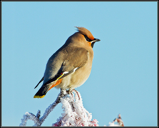 Waxwing, Wychbold, December 2010