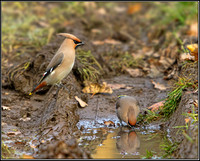 Bohemian Waxwings (Bombycilla garrulous), Worcestershire, 30 November 2012