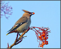 Bohemian Waxwing (Bombycilla garrulous), Worcestershire, 29 November 2012