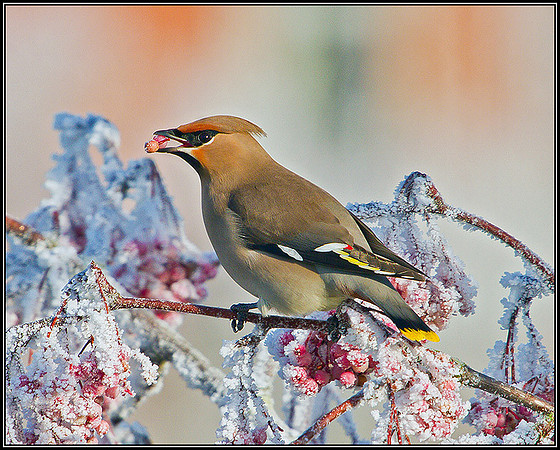 Waxwing, Wychbold, December 2010