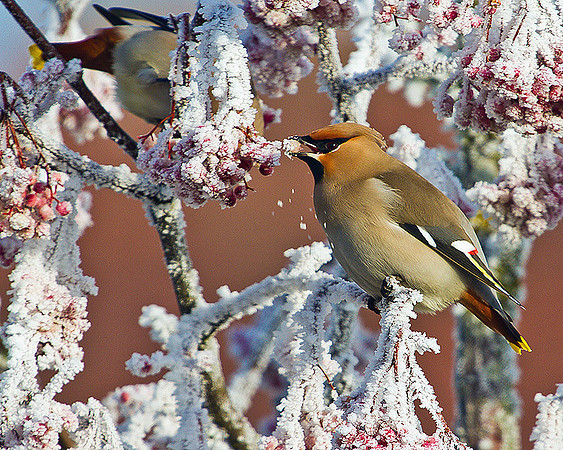 Waxwing, Wychbold, December 2010