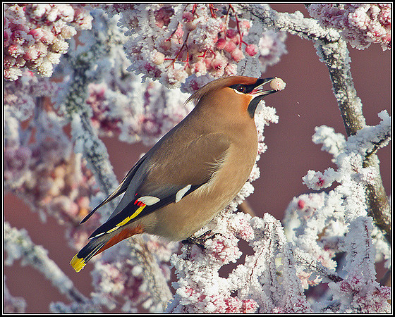 Waxwing, Wychbold, December 2010