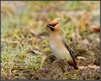 Bohemian Waxwing (Bombycilla garrulous), Worcestershire, 30 November 2012