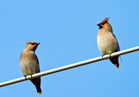 Waxwings, Garden, 24 March 2011