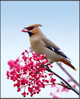 Bohemian Waxwing (Bombycilla garrulous), Worcestershire, 30 November 2012