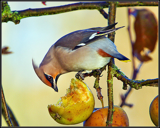 Waxwing, Bromsgrove, December 2010
