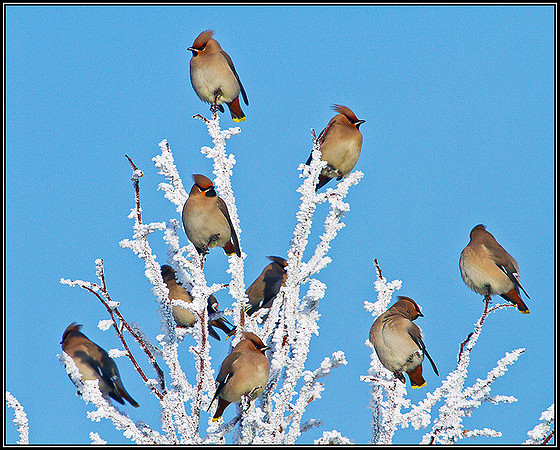 Waxwings, Wychbold, December 2010