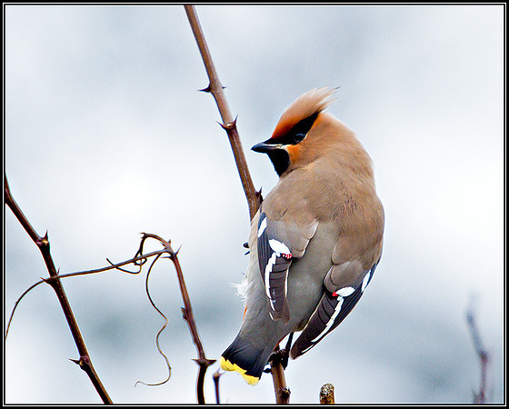 Waxwing, Garden, March 2011