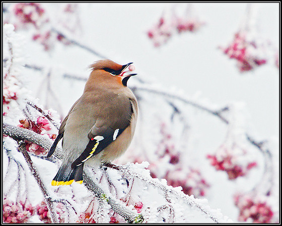 Waxwing, Wychbold, December 2010