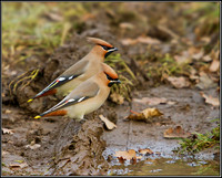 Bohemian Waxwings (Bombycilla garrulous), Worcestershire, 30 November 2012