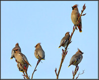 Bohemian Waxwings (Bombycilla garrulous), Worcestershire, 29 November 2012