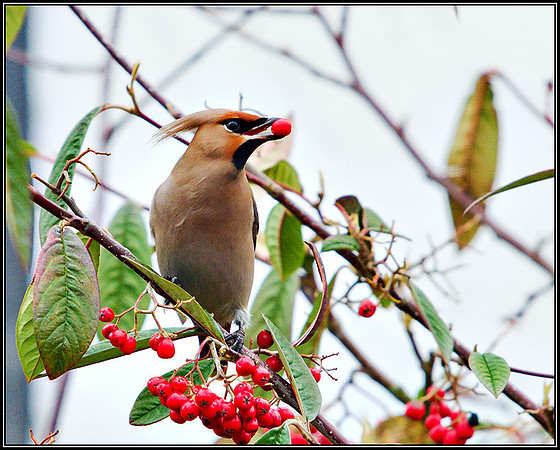 Waxwing, Garden, March 2011