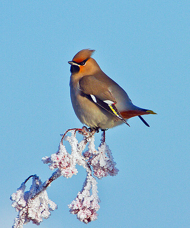 Waxwing, Wychbold, December 2010