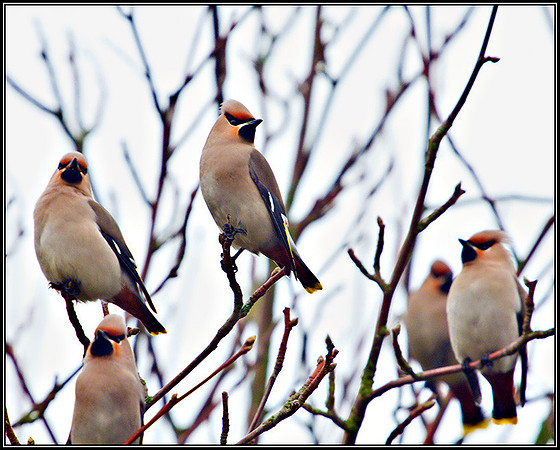 Waxwing, Garden, February 2011