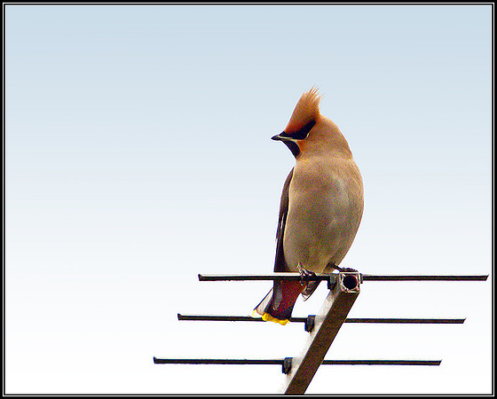 Waxwing, Garden, March 2011