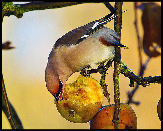 Waxwing, Bromsgrove, December 2010