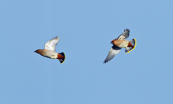 Waxwings, Wychbold, December 2010
