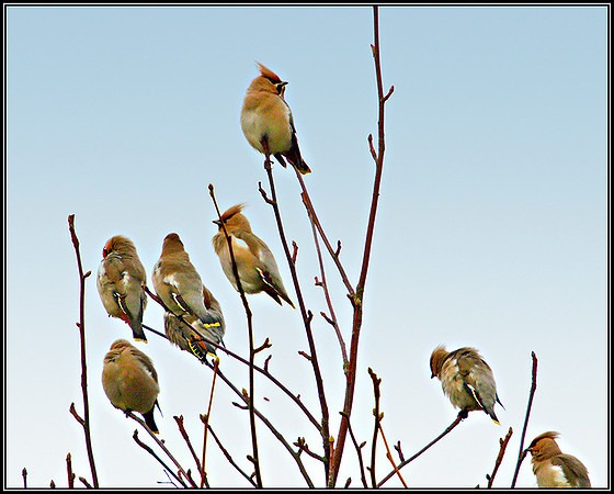 Waxwing, Garden, February 2011