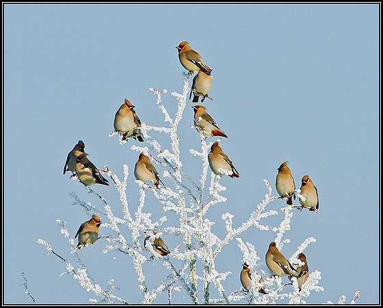 Waxwings, Wychbold, December 2010