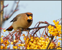 Bohemian Waxwing (Bombycilla garrulous), Worcestershire, 29 November 2012