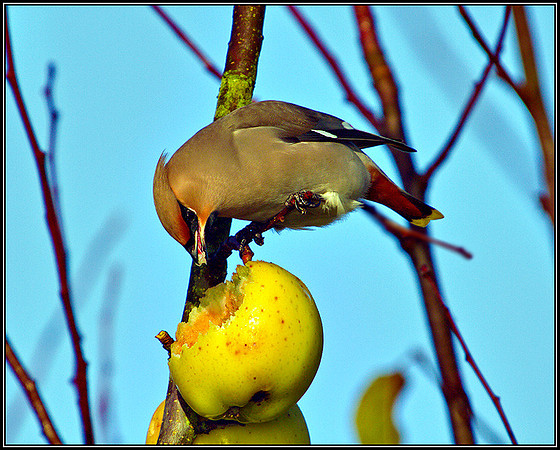 Waxwing, Bromsgrove, December 2010