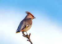 Bohemian Waxwing - Bombycilla garrulous, Norfolk, November 2018