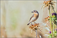 Female Whinchat (Saxicola rubetra), Mallorca, May 2015