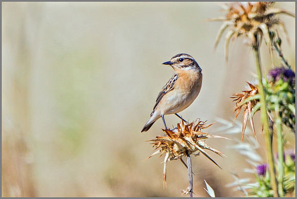 Female Whinchat (Saxicola rubetra), Mallorca, May 2015