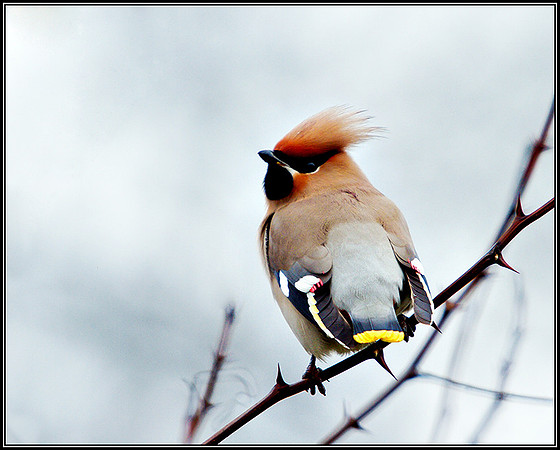 Waxwing, Garden, March 2011