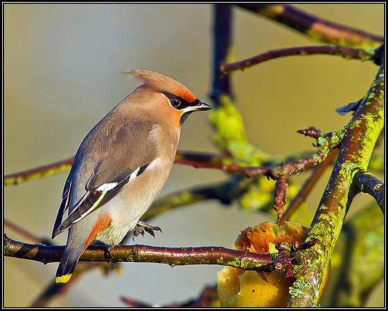 Waxwing, Bromsgrove, December 2010