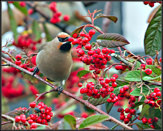 Waxwing, Garden, February 2011