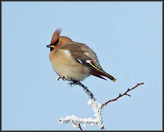 Waxwing, Wychbold, December 2010