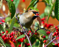 Waxwing, Garden, 24 March 2011